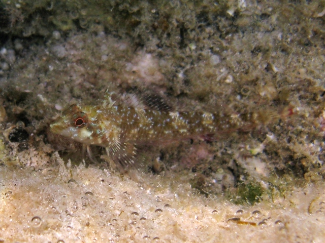 Tripterygion tripteronotus in livrea riproduttiva